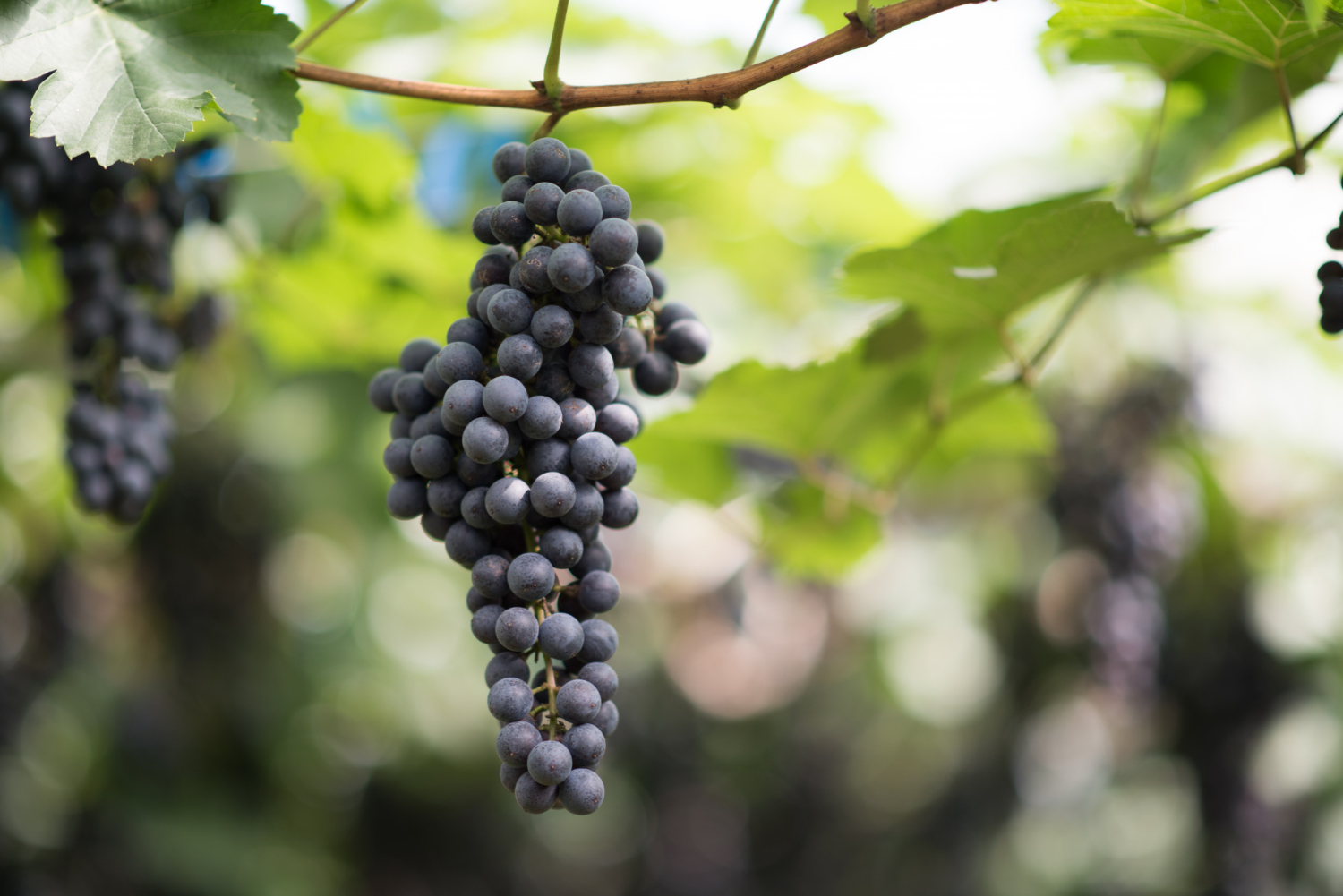 L’impact du réchauffement climatique sur les vignes