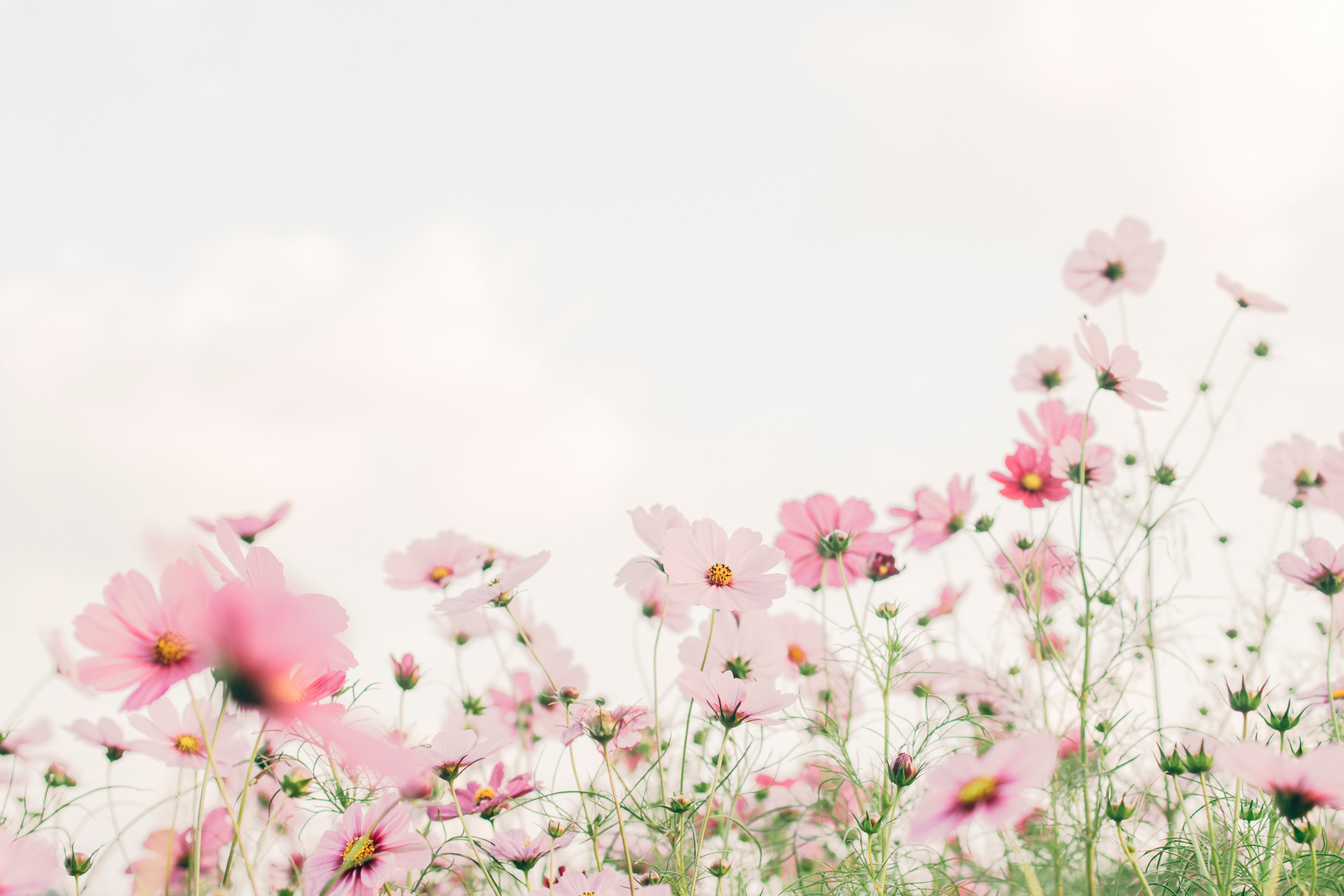 Jardins paysagers. Les fleurs et les plantes. Conférences