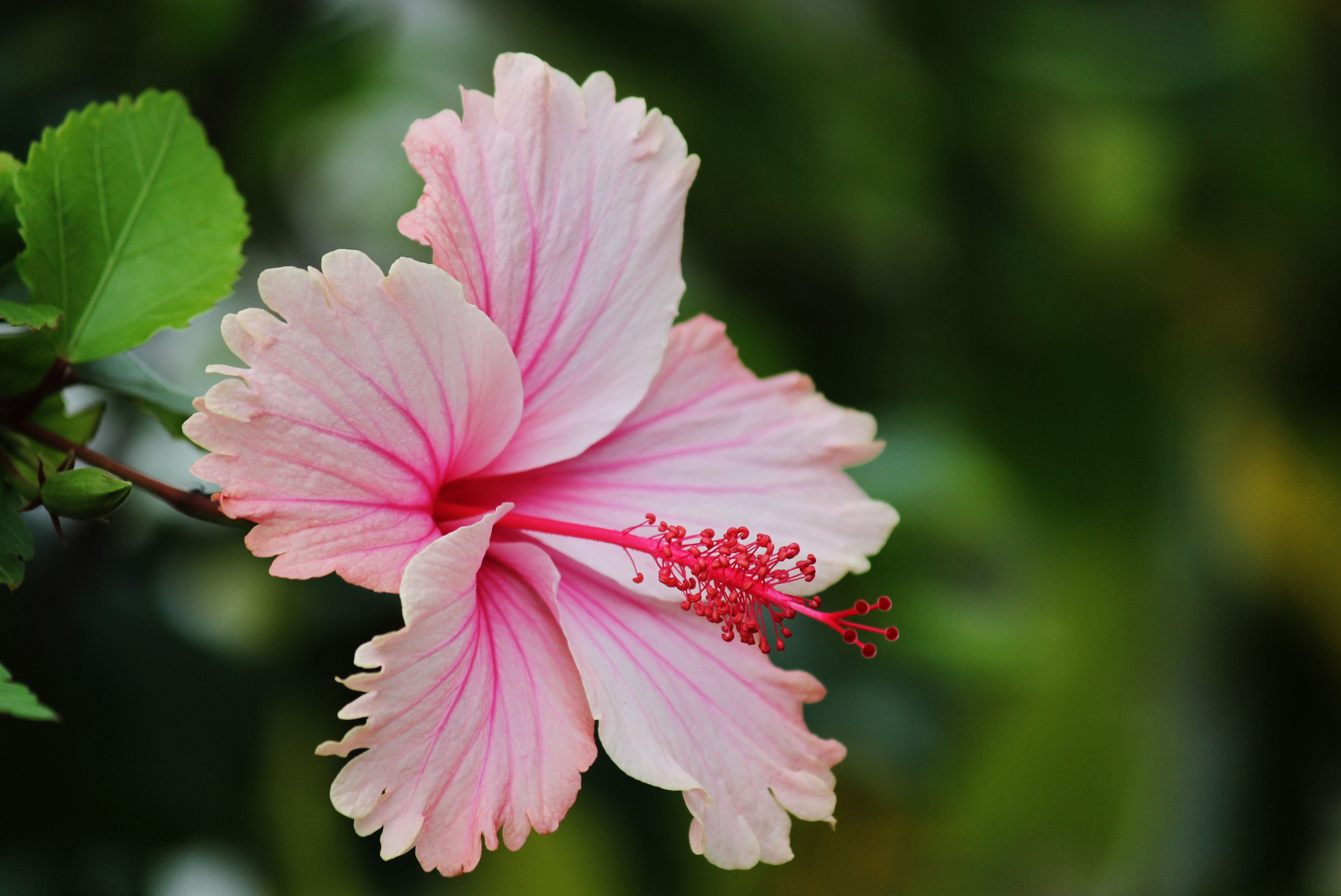 Les fleurs comestibles