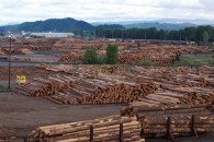 Faut-il limiter les exportations de bois français ?