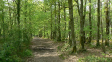 Le Plan France relance pour la forêt.