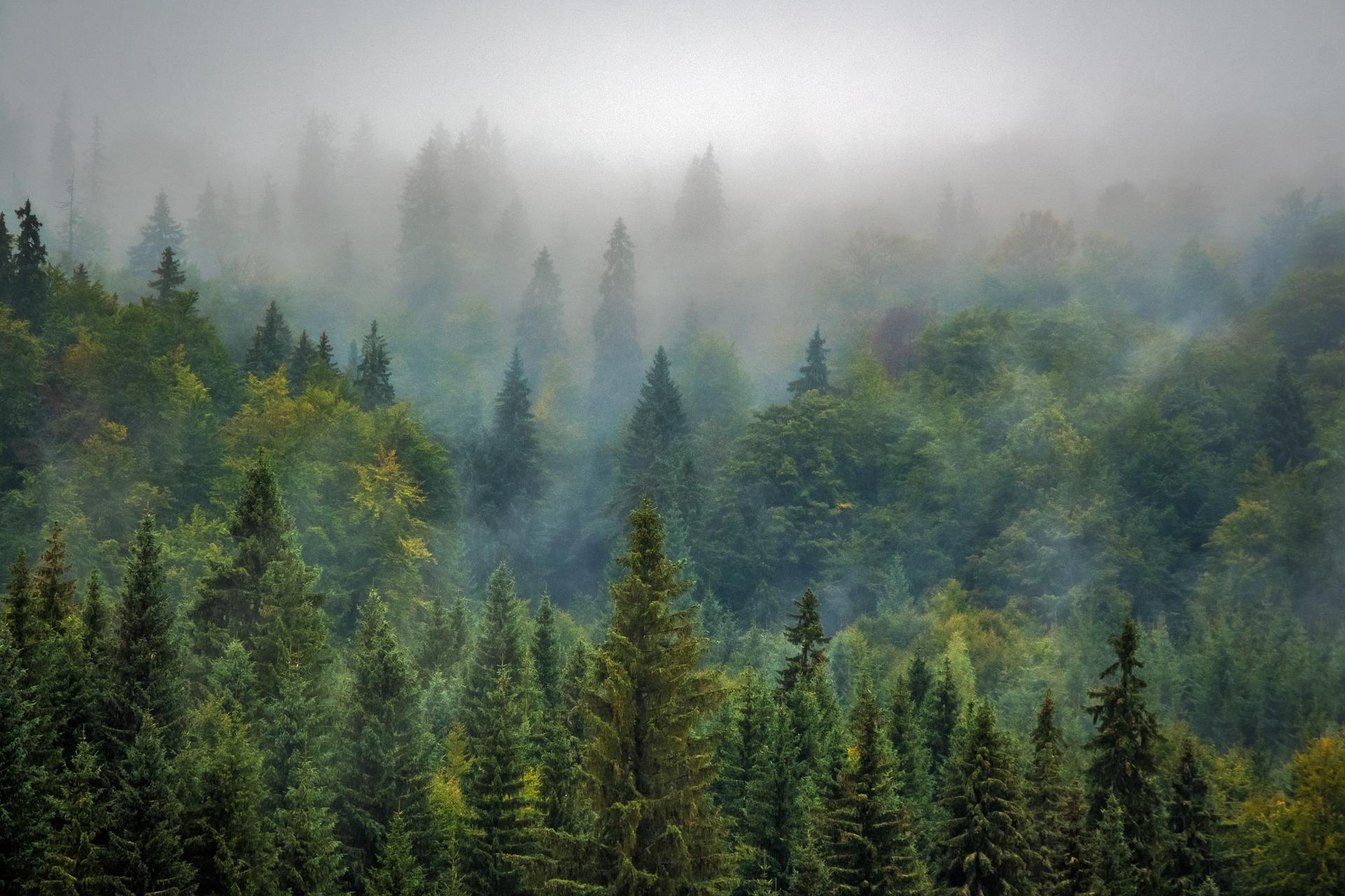 La forêt : écosystème important