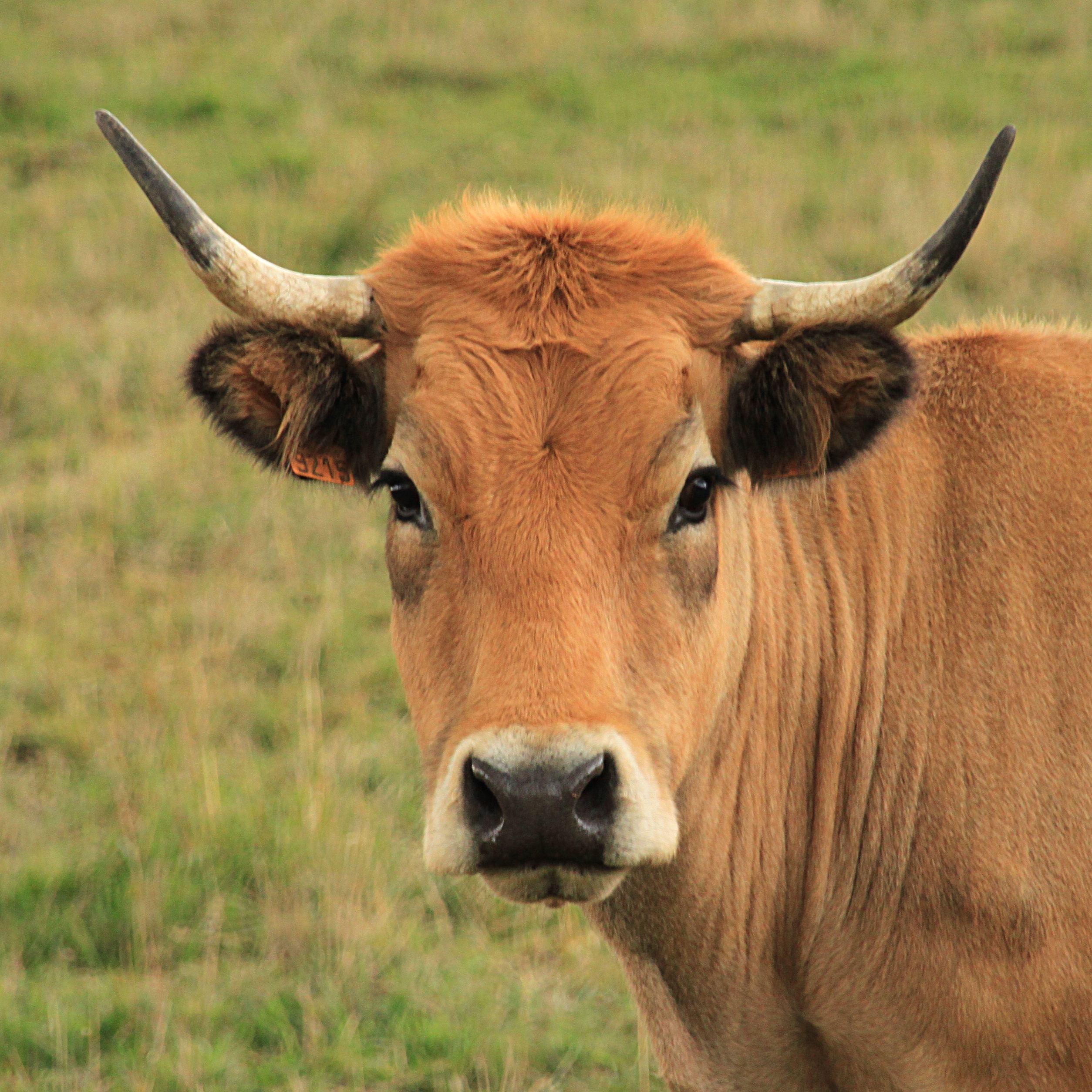 Histoire de la vache aubrac