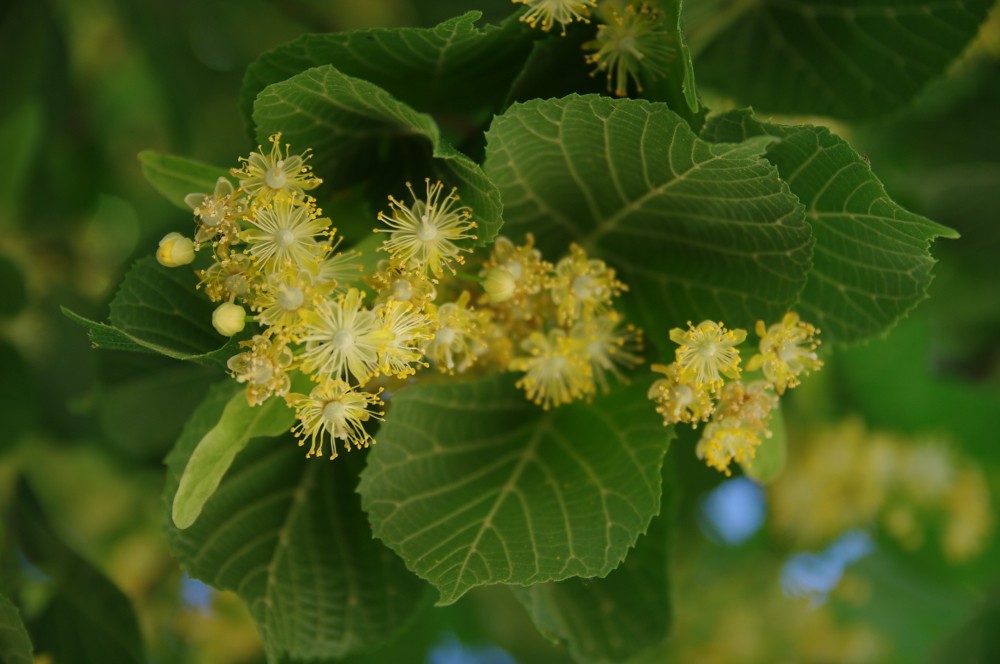 Autres que les fruitiers : les arbres comestibles