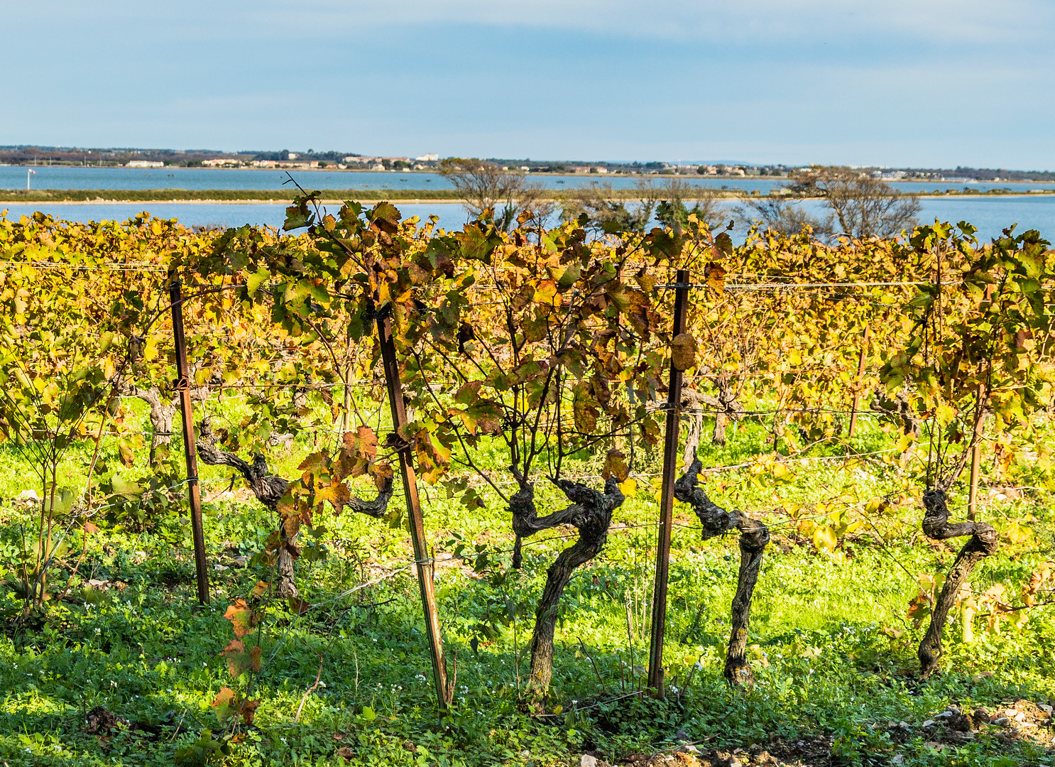 Vins Gris, Gris de Gris et AOP Sable de Camargue