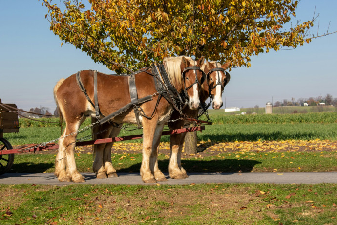 Pratiquer la viticulture autrement grâce à l'usage du cheval