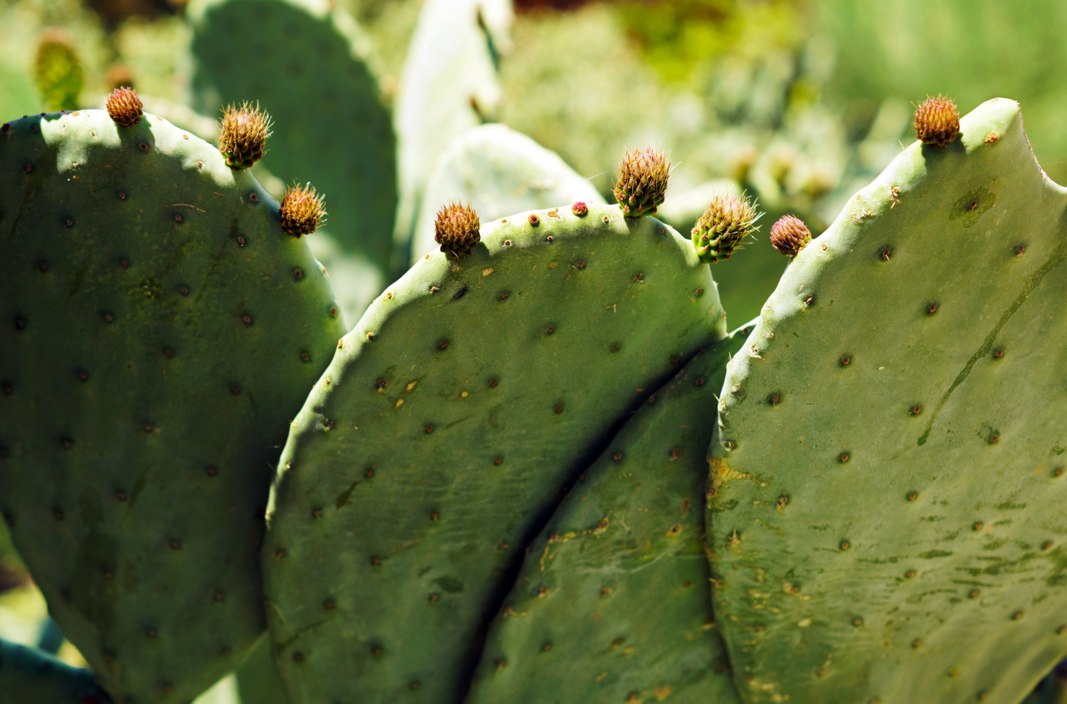 Comment greffer les cactus ?